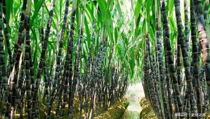 中国是老挝农业第一大投资国 甘蔗成老挝2020年出口量最大农产品